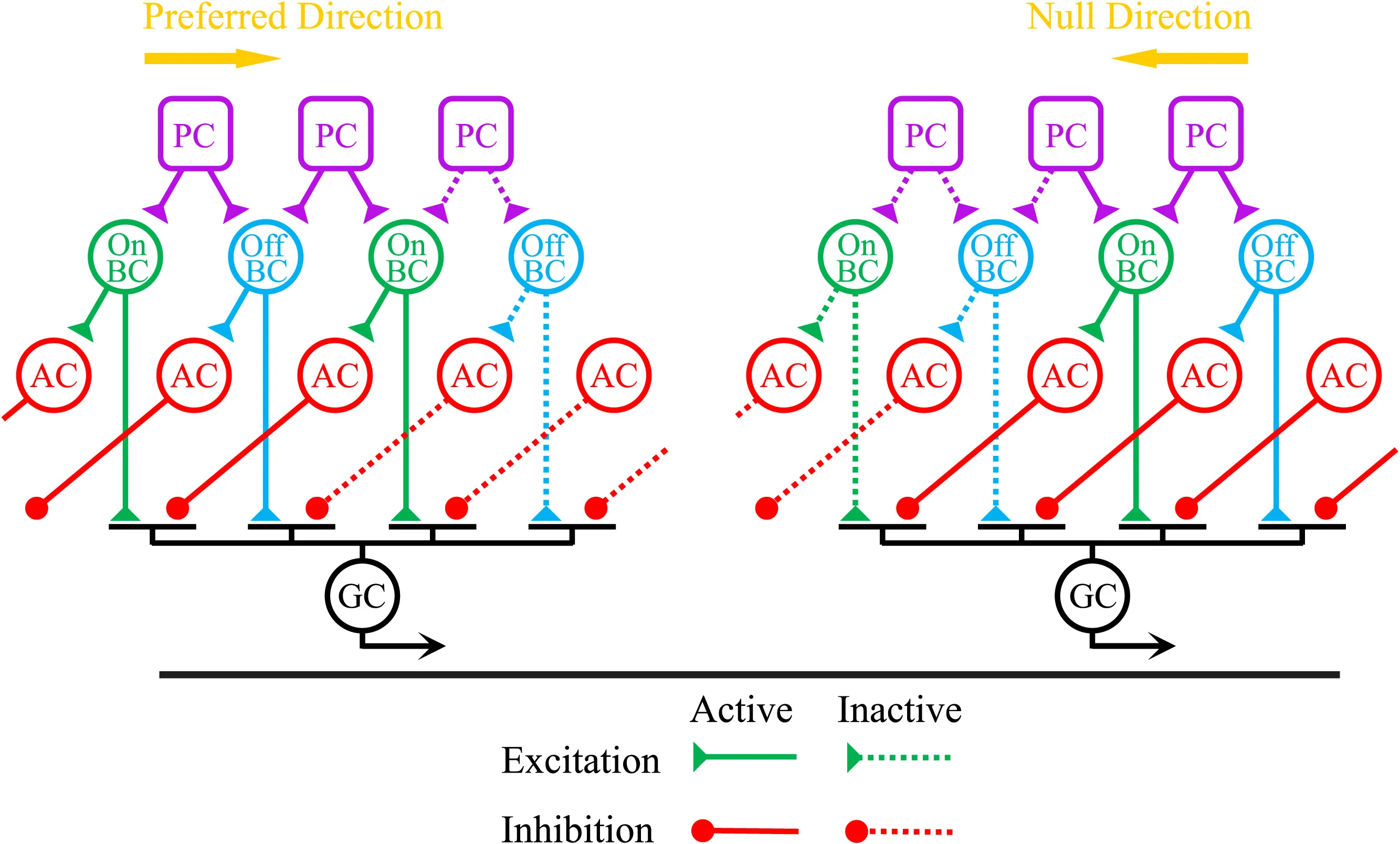 A Novel Motion Direction Detection Mechanism Based on Dendritic Computation of Direction-Selective Ganglion Cells